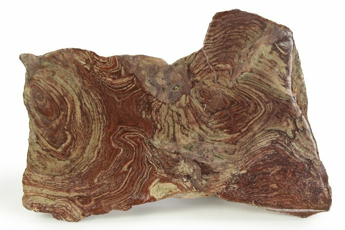 Polished, Neoproterozoic Stromatolite (Conophyton) - Morocco #350893